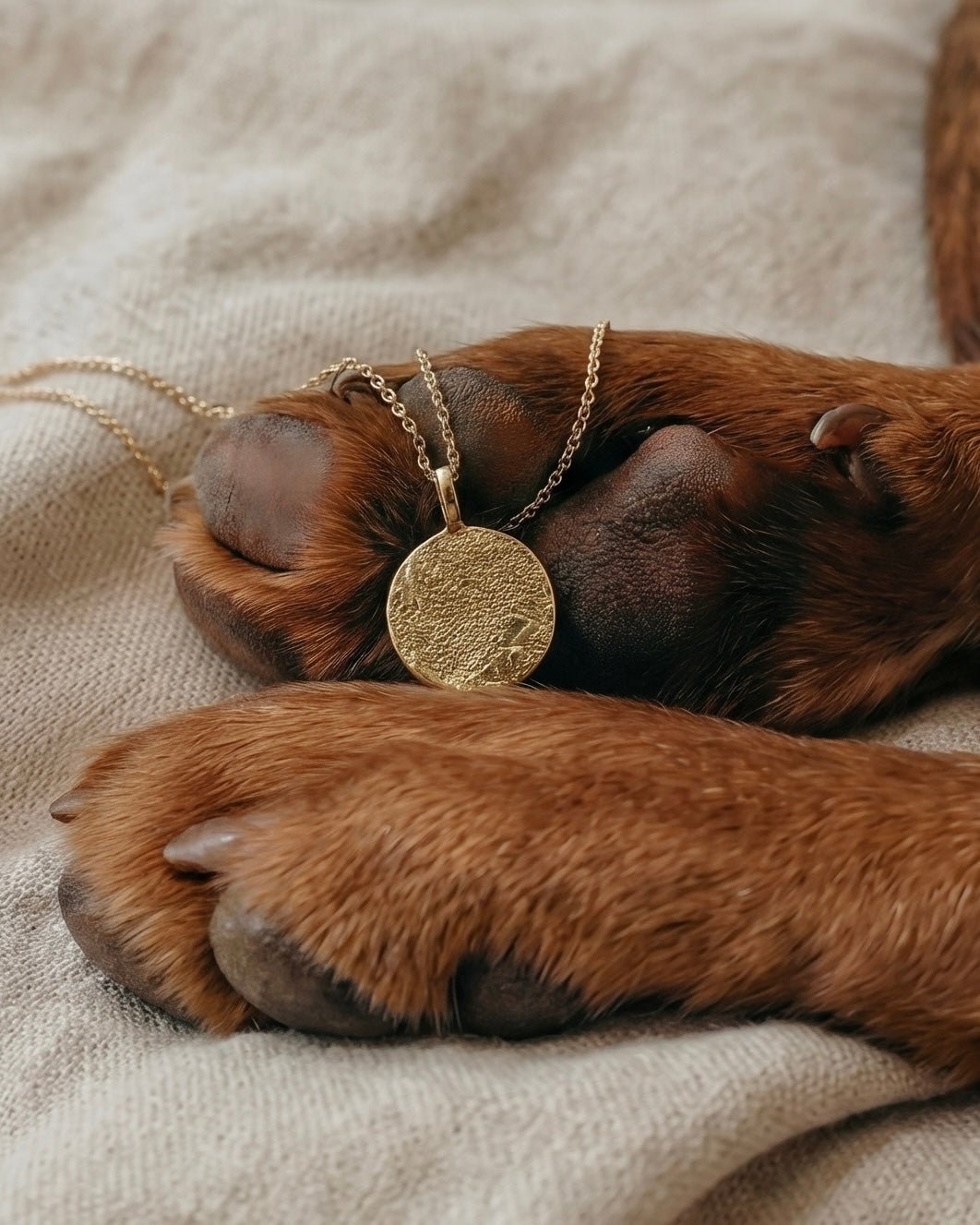 COLLAR TOUCH - Mouer