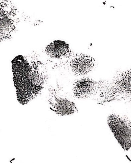 COLLAR PAW ETERNA - Mouer