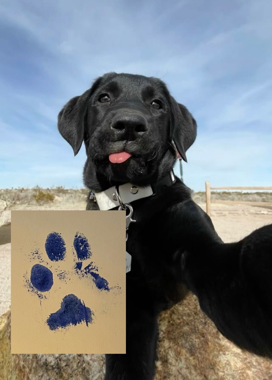 COLLAR PAW ETERNA - Mouer